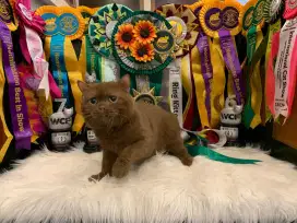 British Shorthair Cinnamon solid