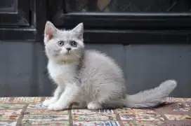 Bsh lilac bico betina 3 bln