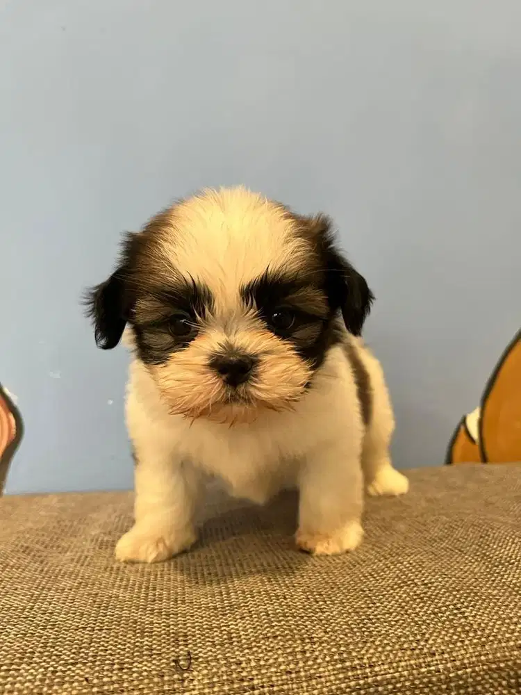 Anjing Shihtzu - Pure Non STB