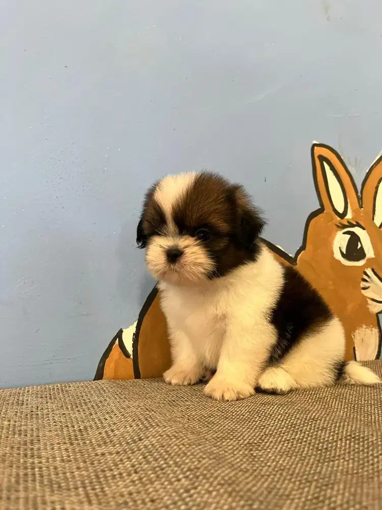 Anjing Shihtzu - Pure Non STB