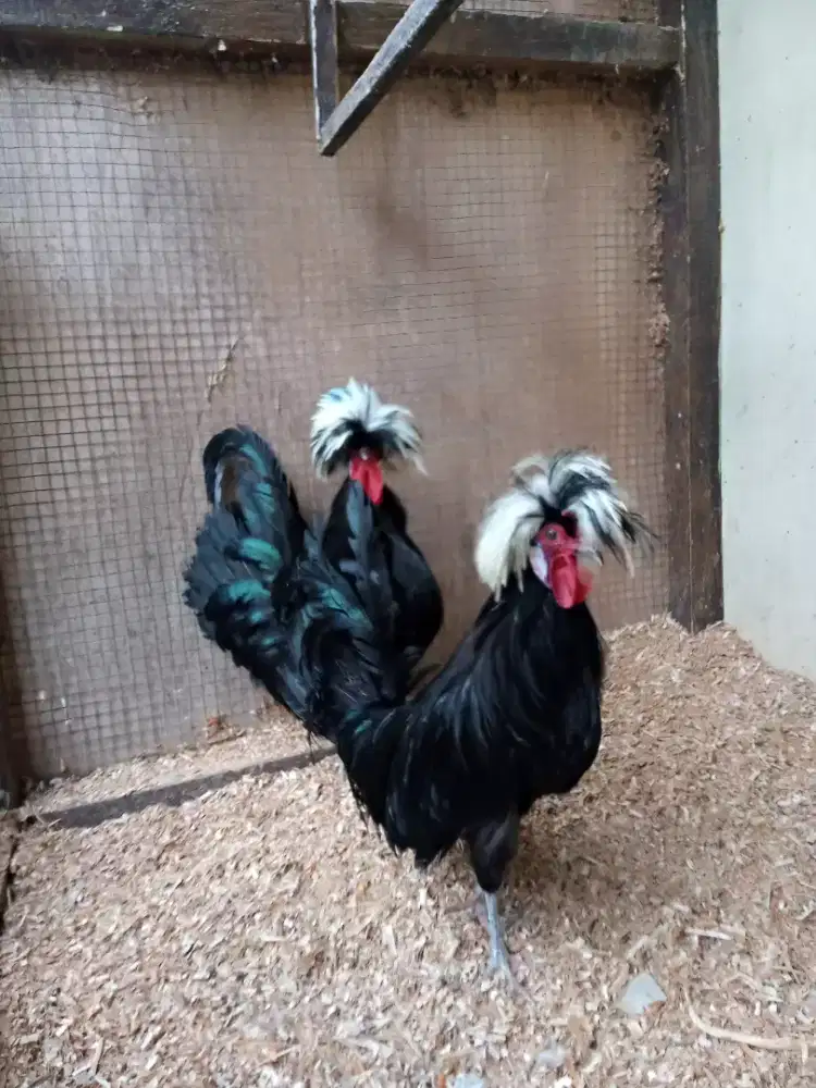 Ayam hias poland white crested