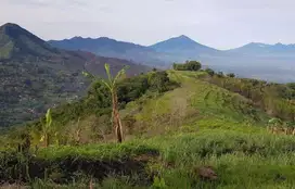 Tanah pertanian kopi, sorgum, kayu atau peternakan