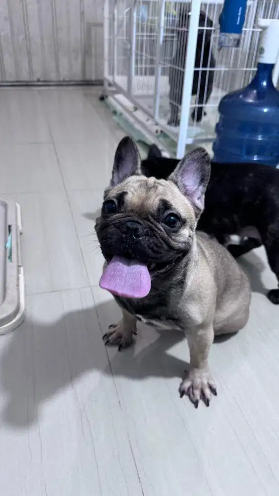French Bulldog Betina Fawn 9 Bulan Calon Indukan
