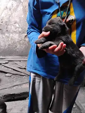 Anak anjing 1bulan