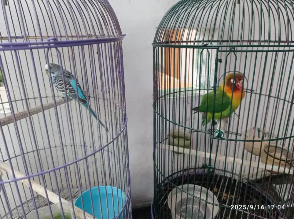 ambil semua 300 burung lovebird dan parkit sama kandang