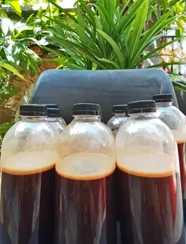 Madu Hutan Murni Asli tanpa campuran apapun