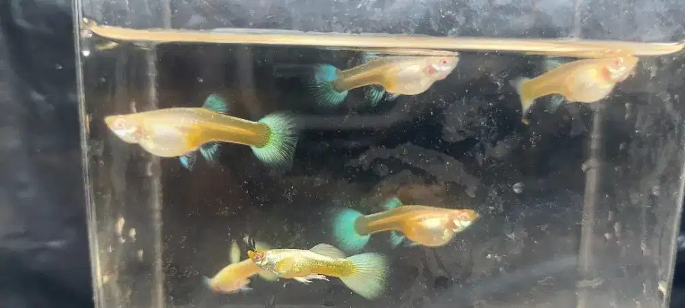ikan guppy murah