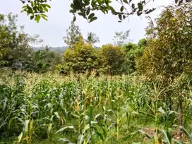 Jual tanah murah LT 1000m², shm,  dekat jln propinsi