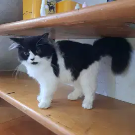 Kucing Jantan 5 Bulan British Longhair