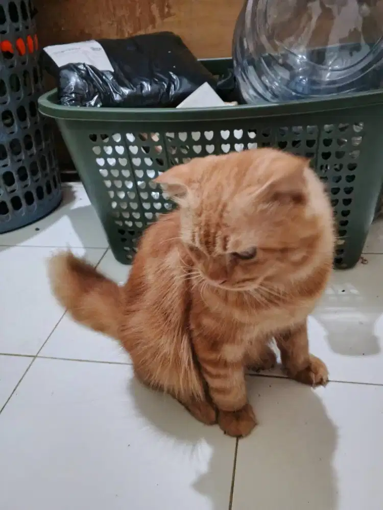 Kucing Scottish Fold Oranye Bar-Bar