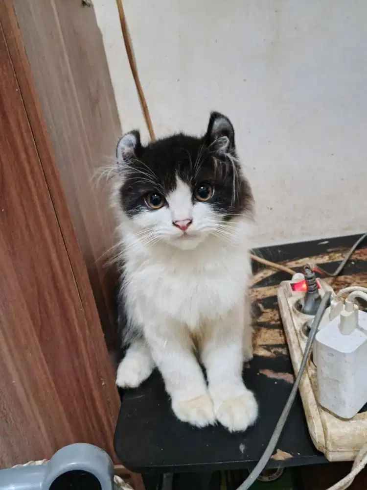 Anak Kucing Kinkalow