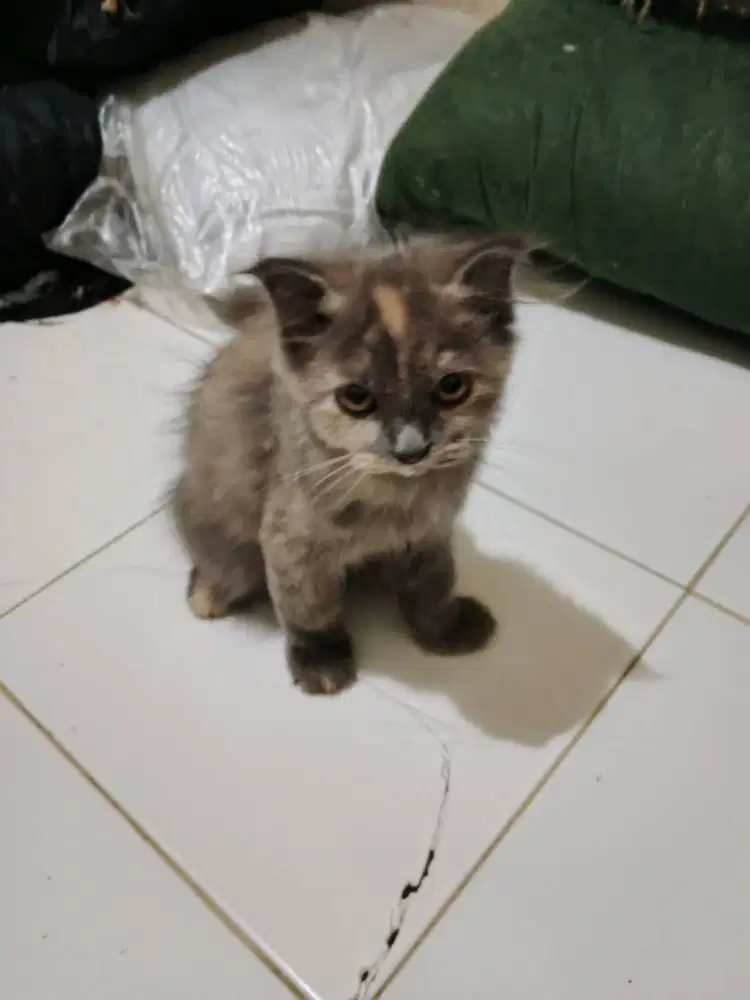 Anak Kucing Scottish Fold