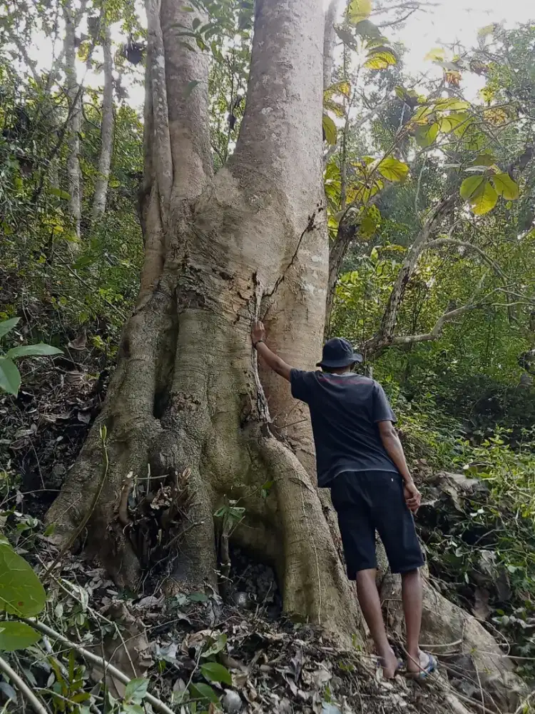 DI JUAL POHON PULE TUA