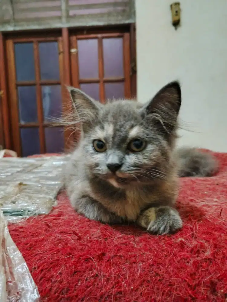 Kitten Scottih Straight