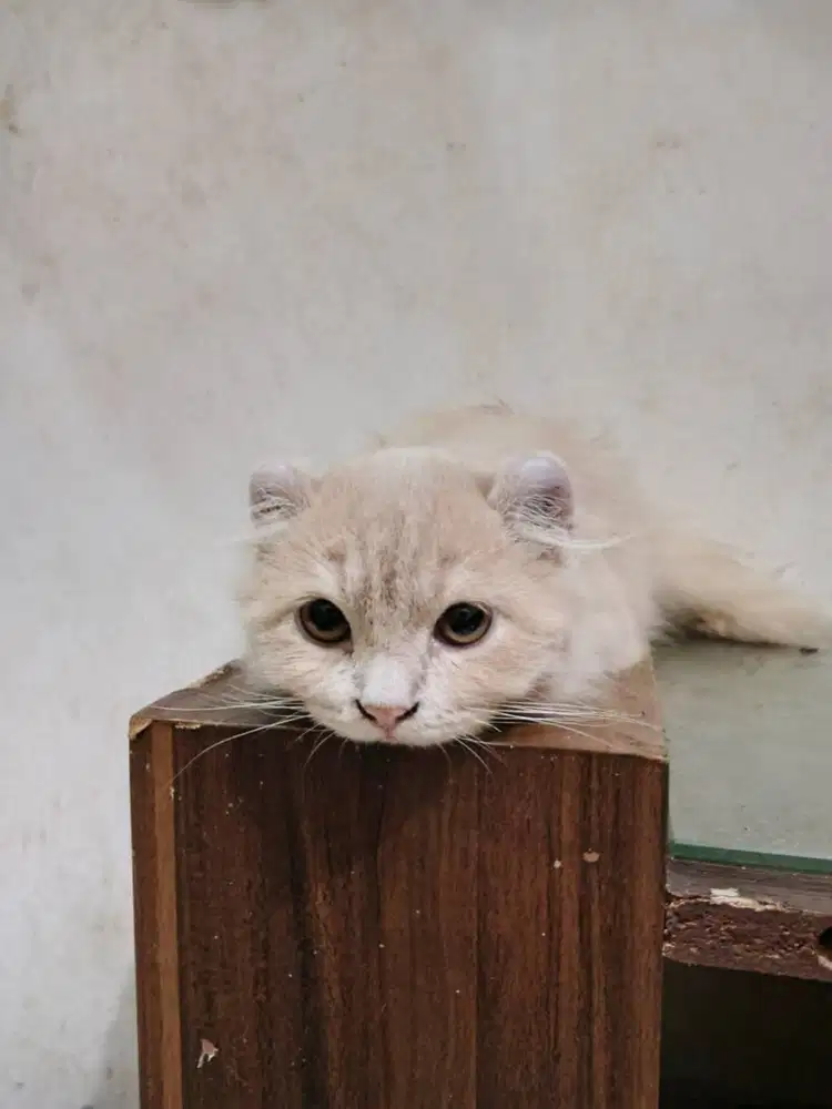 Kitten anak kucing american curl