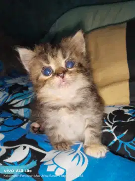 Kitten flatnose