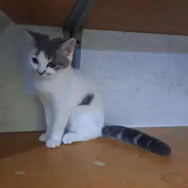 Kitten Anak Kucing  4 Bulan Siam British Long Hair