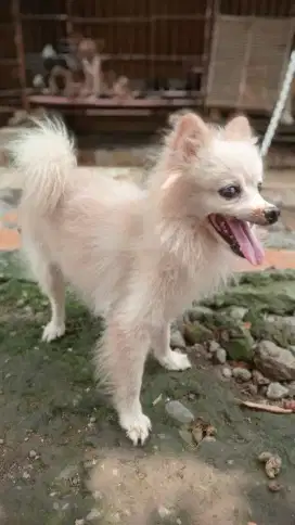 Pomeranian pure non stambum