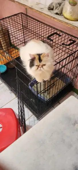 Ready For Adoption cat