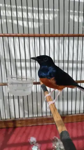 Burung murai kandang