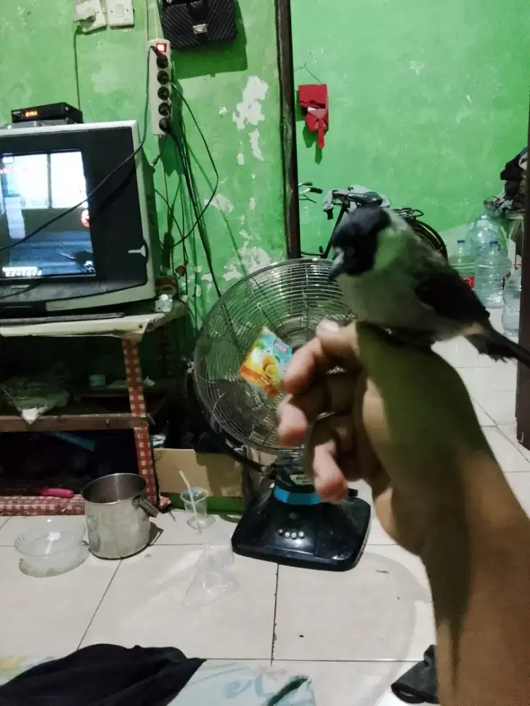 Kutilang jinak ramah sehat