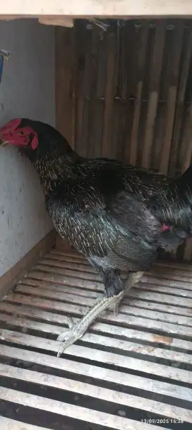 Ayam jenis jual cepat tapi santai