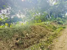 Kebun durian karangpandan