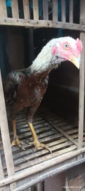 Ayam bangkok jenis mangon