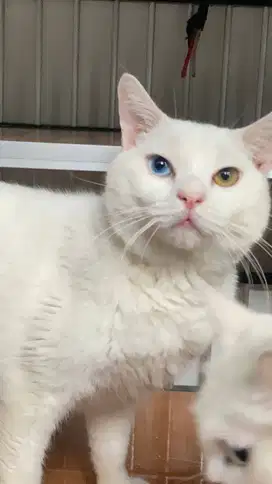 Kucing BSH Odd Eye