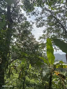 Di Jual Tanah Dengan Luas 25000 m2 dan Hasil Buah Produktif