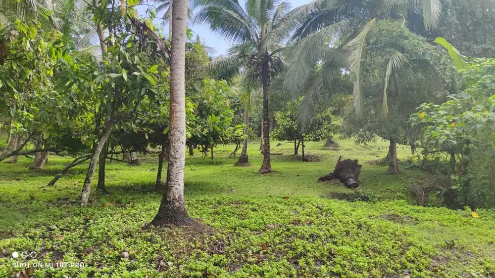Jual tanah los sungai balean beach luaa 1 hektar 87 are hrga 125jt/ ar