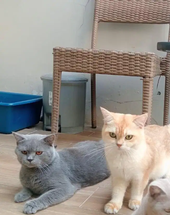 kucing BSH (British Short Hair) golden and blue