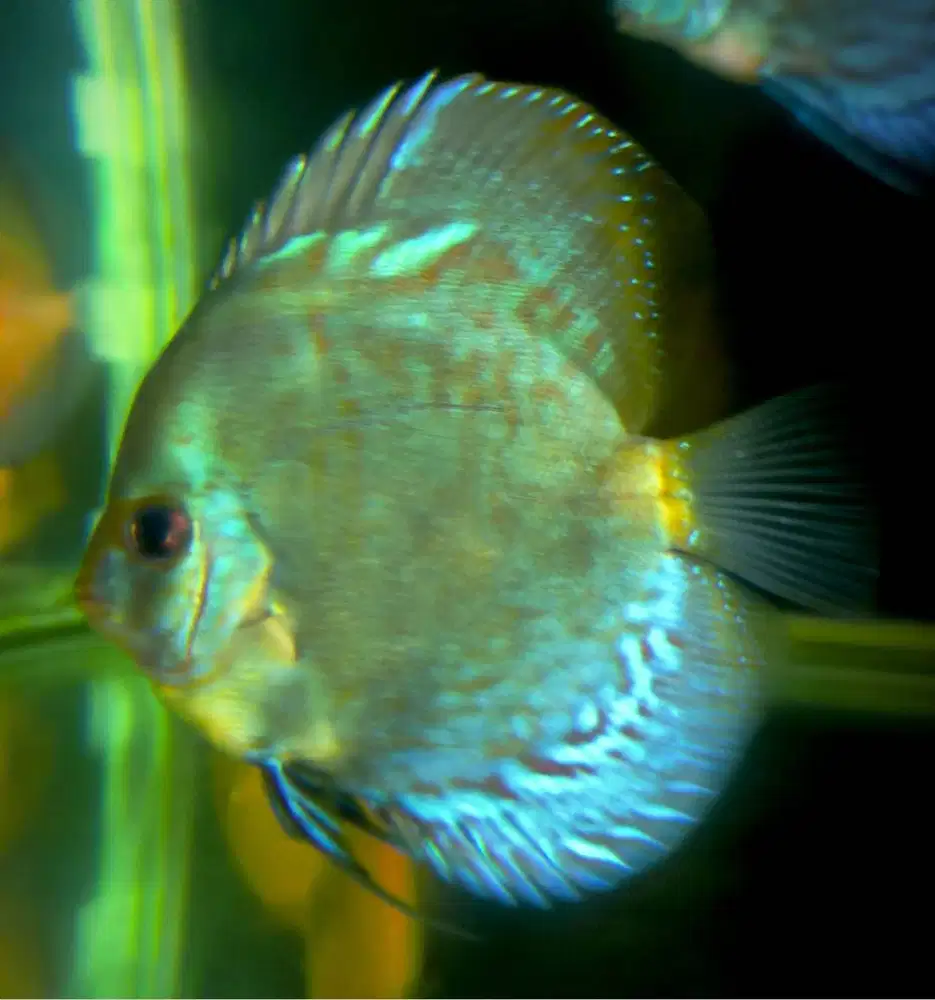 Discus Blue Mozaik 3.5 Inch