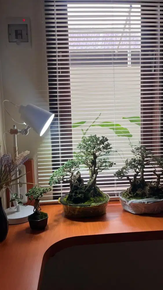 Bonsai Sancang Siap Pajang