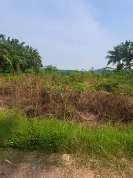 7200 m² NATAR - Purwosari Pinggir Jalan Desa