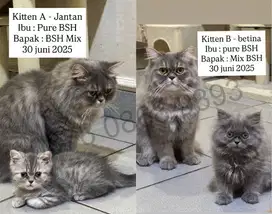 Anak kucing BSH x Mix BSH long hair & Short hair, 30 juni 2025
