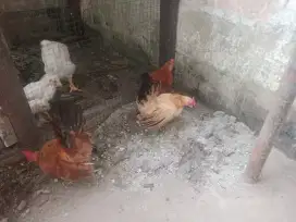 ayam kate 3 ekor