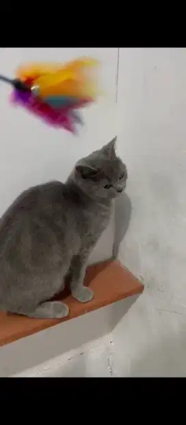 Kucing BSH betina Birahi cocok untuk indukan