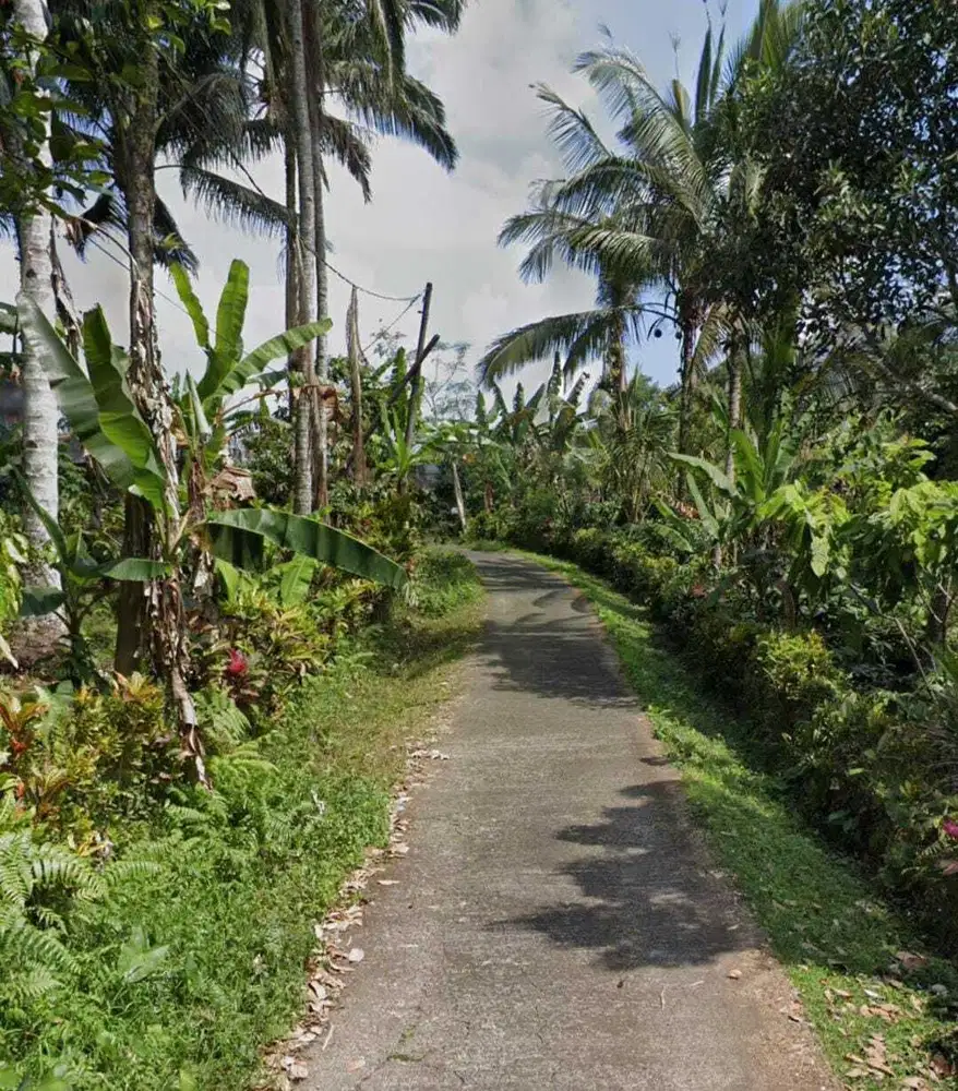 Dijual Lahan premium kebun produktif kab. Tabanan