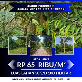 Jual Kebun Durian Musang King Di Bogor