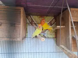 Cremino MM x Lutino MM
