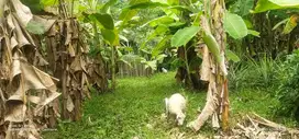 Dijual tanah kampung dekat wisata Green canyon Karawang.