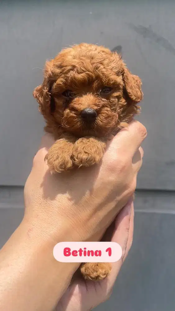 Red Toy Female Poodle