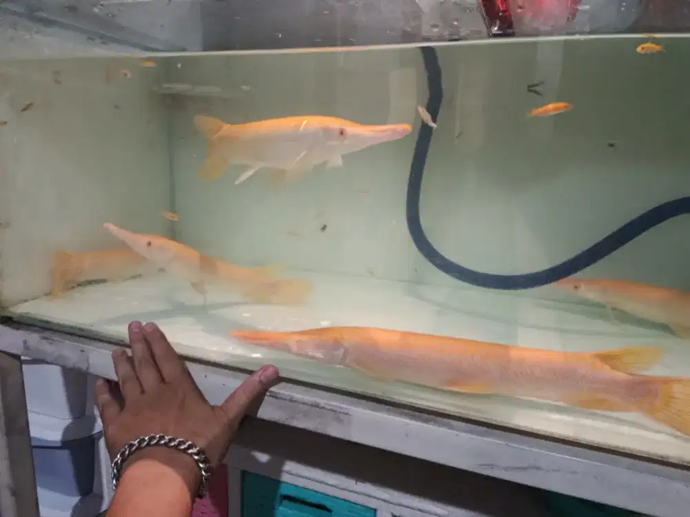 Ikan predator albino panjang