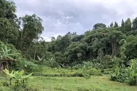 Jual Tanah Luas 1.2 Ha Desa Kuta Megamendung Puncak Bogor