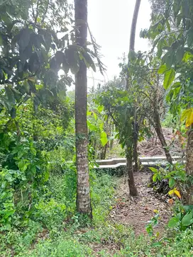 Tanah Lahan Sawah Dekat Jalan Raya Turi Tempel Sleman