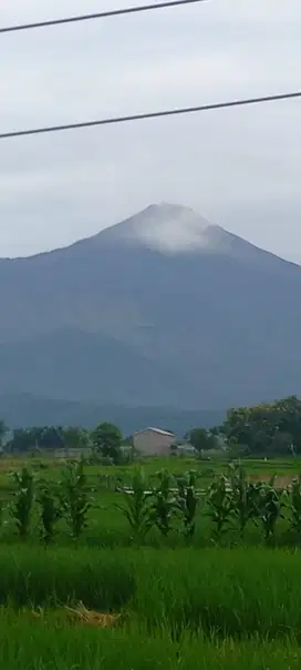 LAHAN PLOT PERUMAHAN WISATA PACET VIEW GUNUNG