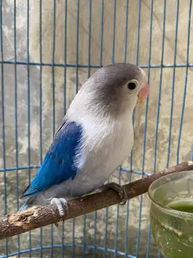 Burung lovebird