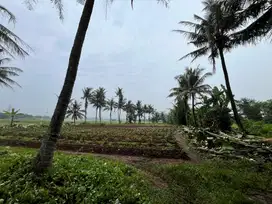 Tanah kavling Sindng Jaya harga dibawah 1JTan cicilan 30X tanpa bunga