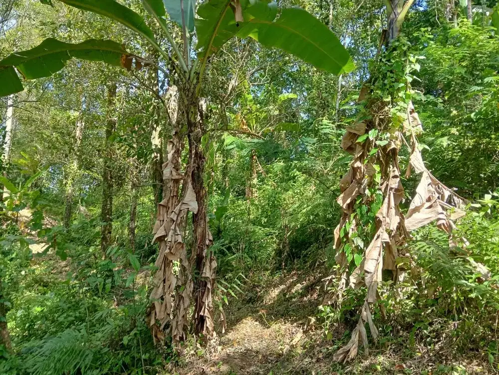 Dijual tanah perkebunan